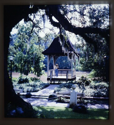 Stereo Realist slide - EVANGELINE OAK St Martinville Louisiana Jack Covey RBT mt