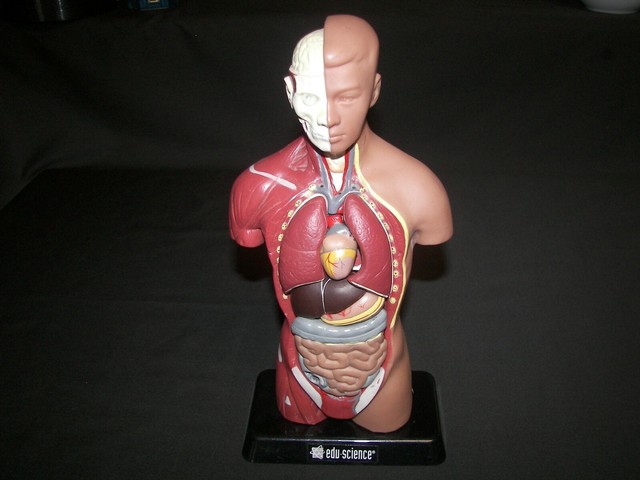 edu science human anatomy kit