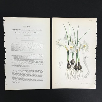 Botanical, Flowers, William Curtis, Antique Walter Hood Fitch, c. 1810, 5831