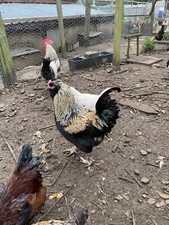 MAGNETIC SEXER✅FOR HATCHING EGGS DAY OLDS QUAIL  DUCKS  ALL POULTRY PIGEONS