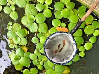 Aquarium Shrimp Small Aquariu Fish Tank Net Handmade with Wooden Handle NEW