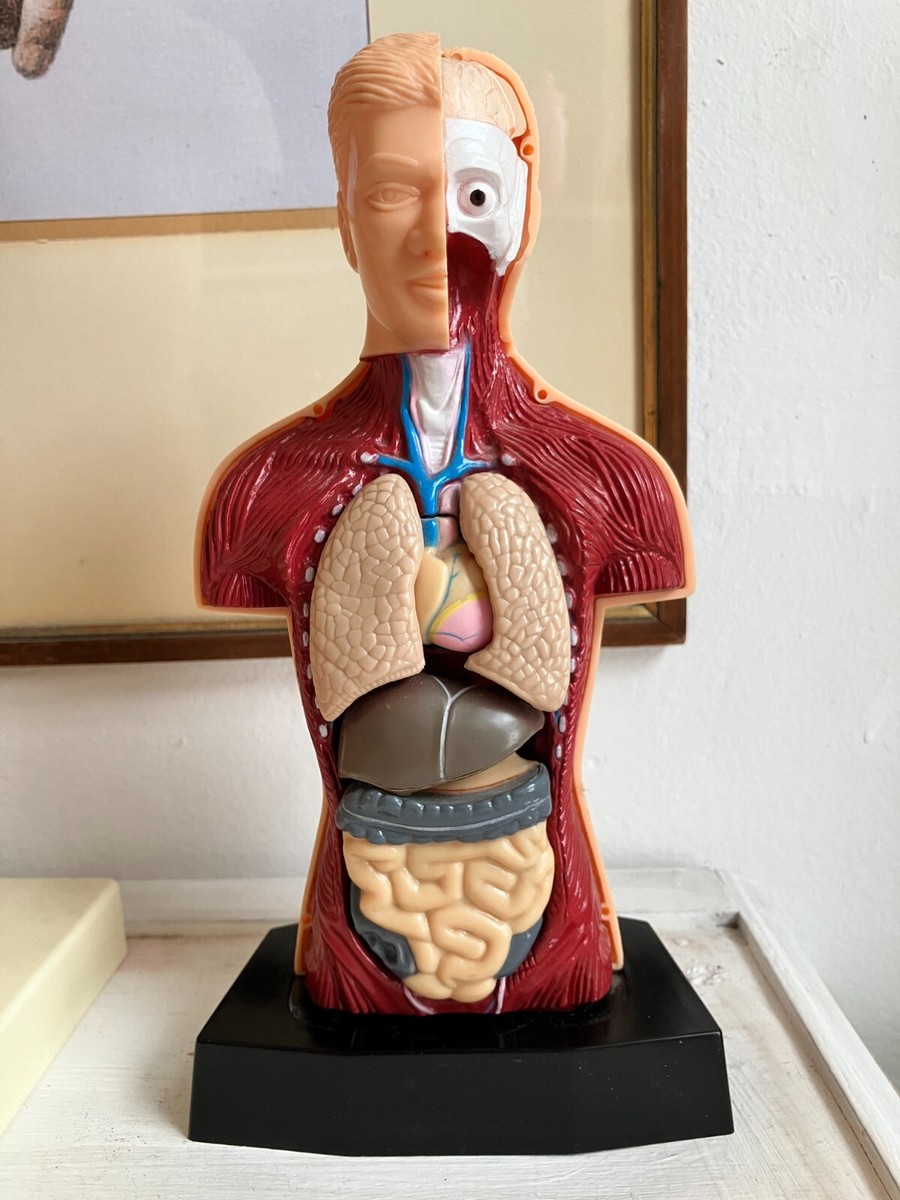 超激レア‼️90s アナトミー 人体模型 Anatomy XL 骨 vintage VINTAGE ANATOMICAL PRINT 3D HUMAN BODY MODEL, ARTISTIC