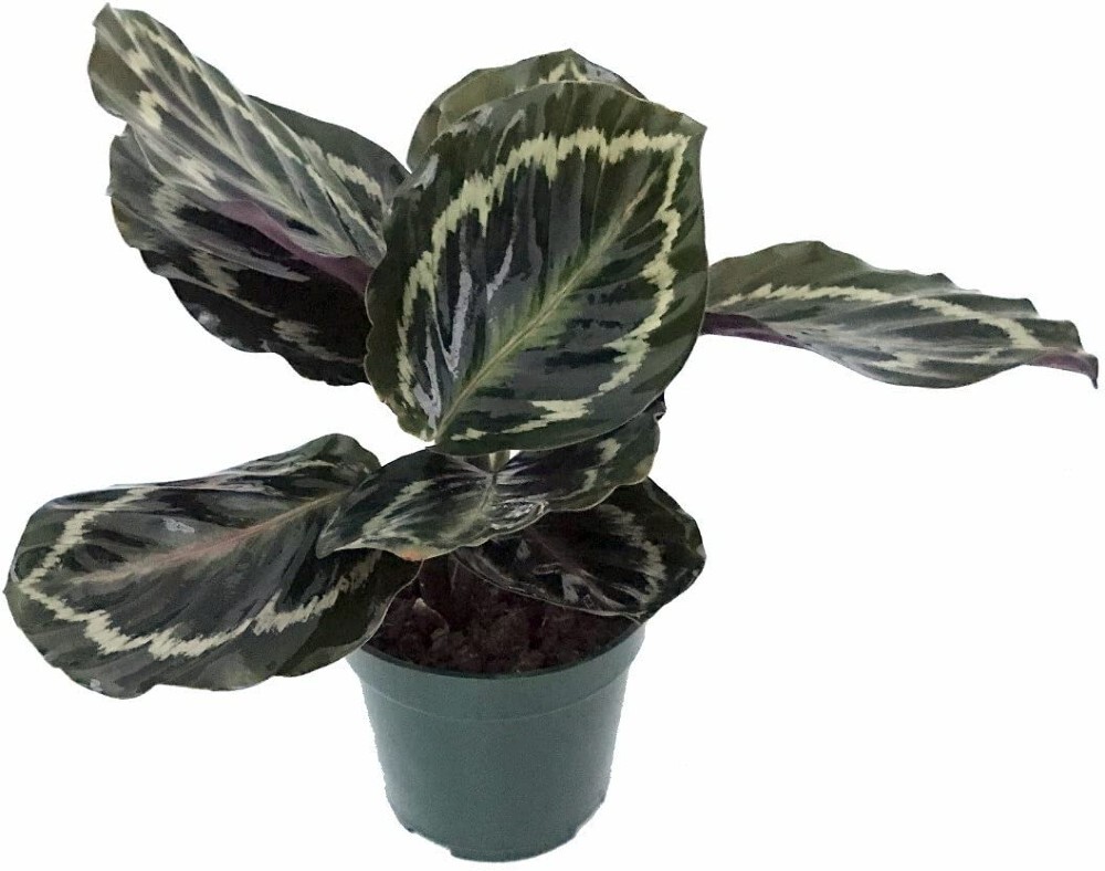 dracaena reflexa marginata Dracaena reflexa var. angustifolia  Foliage Factory