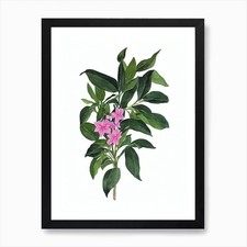 Brazilian Plume (Justicia Carnea) W Framed Wall Art Poster Canvas Print Picture