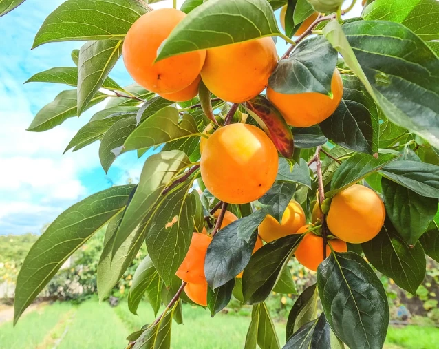 5 plántulas de caqui americano plantación de raíces desnudas, 1-2 pies de alto, inactivas en invierno Foto 4 de 4