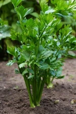 Celery leaf seeds,  25000 Celery seeds, heirloom organic seeds -435 + TRACK №