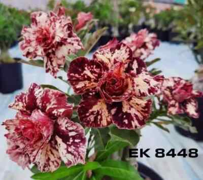 Adenium Obesum Black Bird - Rose Du Désert - Faux Baobab - 3 Graines