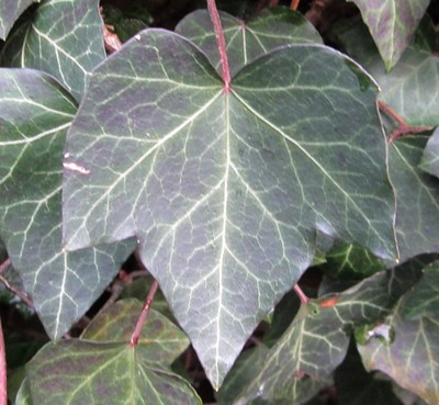 20 Samen Efeu (Hedera helix), Kletterpflanze, Bodendecker,  Fassadenbegrnung | eBay.de