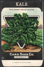 Vintage Seed Packet Lettuce Empty Fredonia NY 1920's Vegetable Kale Scotch Green