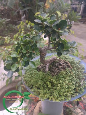 Real Picture Bonsai Ficus Microcarpa elegant plant