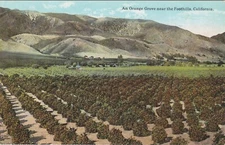 CALIFORNIA - An Orange Grove near the Foothills