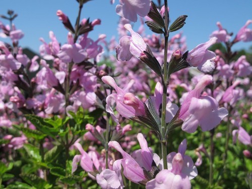 PERENNIAL SALVIA PLUG PLANTS PICK + MIX PAY ONLY ONE POSTAGE COST MIXED FLOWERS - Picture 75 of 88