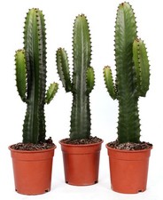 XXL Euphorbia Acruensis Canarias / Cowboy Cactus Established, 17cm Pot