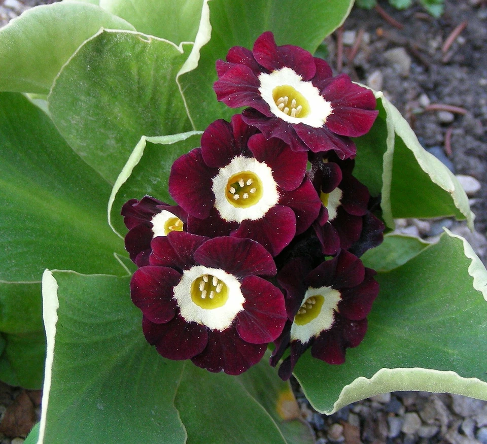 Garden or Border Auricula Seeds : Mixed Colours : Alpine Primula Hybrids - Image 2 of 4