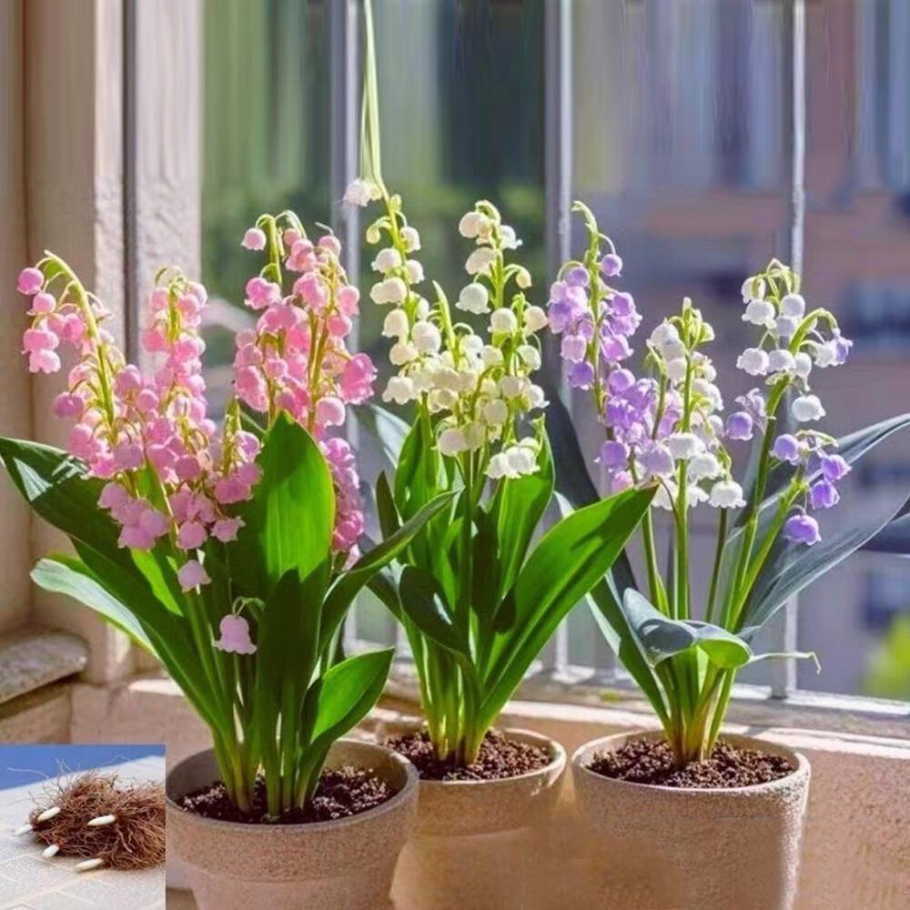 Convallaria Majalis 50 Pack Fresh Seeds Lily of the Valley Seeds Plant  Seeds ▽