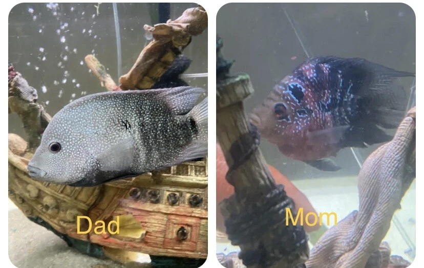 Difference Between Male And Female Flowerhorn Fish