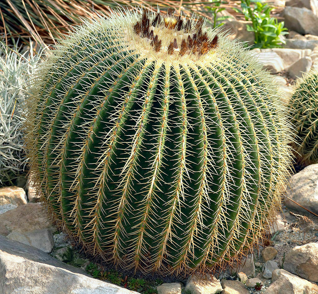 金鯱（Echinocactus grusonii） 金鯱 Echinocactus grusonii No.2 | mana's green:塊根