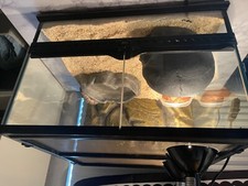 Exo Terra PT260 12" Natural Terrarium with Beckground