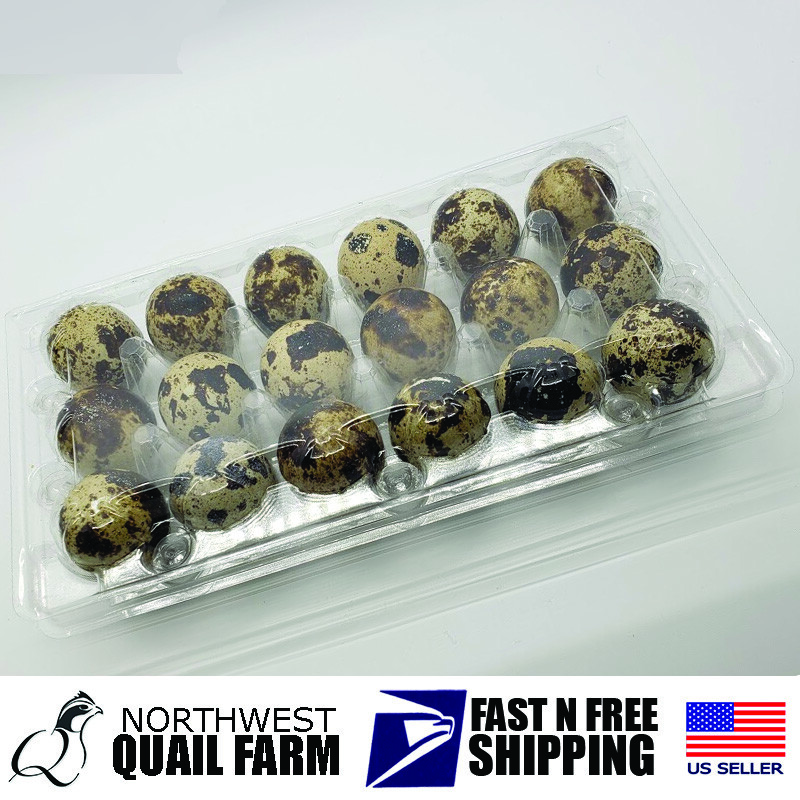 250-Pack Jumbo Quail Egg Cartons - 12 Cell (3x4) Secure Snap Close, Fast Shipping 11 thumbnail image