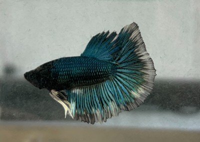 American bred and raised Bumblebee Betta - B4