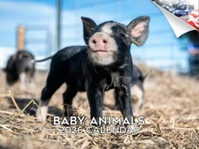 Baby Animals Calendar 2026 12x18 Made in USA