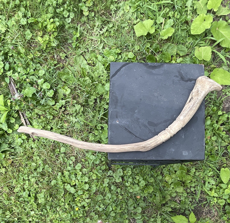 Collectible Judaic Curved Shofar Horn Ram Style, Hand Carved. Natural Driftwood