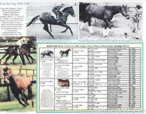 Equine Pedigree Chart