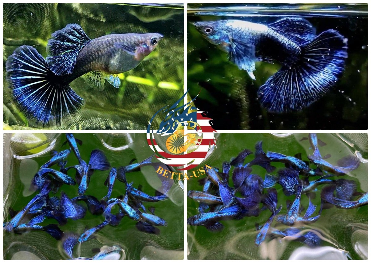 1 TRIO - Live Aquarium Guppy Fish High Quality - Purple
