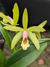 Blc. Waikiki Gold 'Lea' x Pcv. Key Lime Star 'Pink Flush' | BS not in bloom