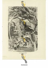 Paradise Flycatchers, Book Illustration (Print), 1884