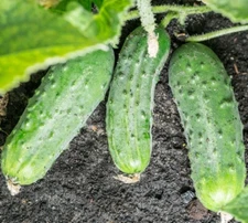 Home-Made Pickles Cucumber Seeds - 30 Seeds