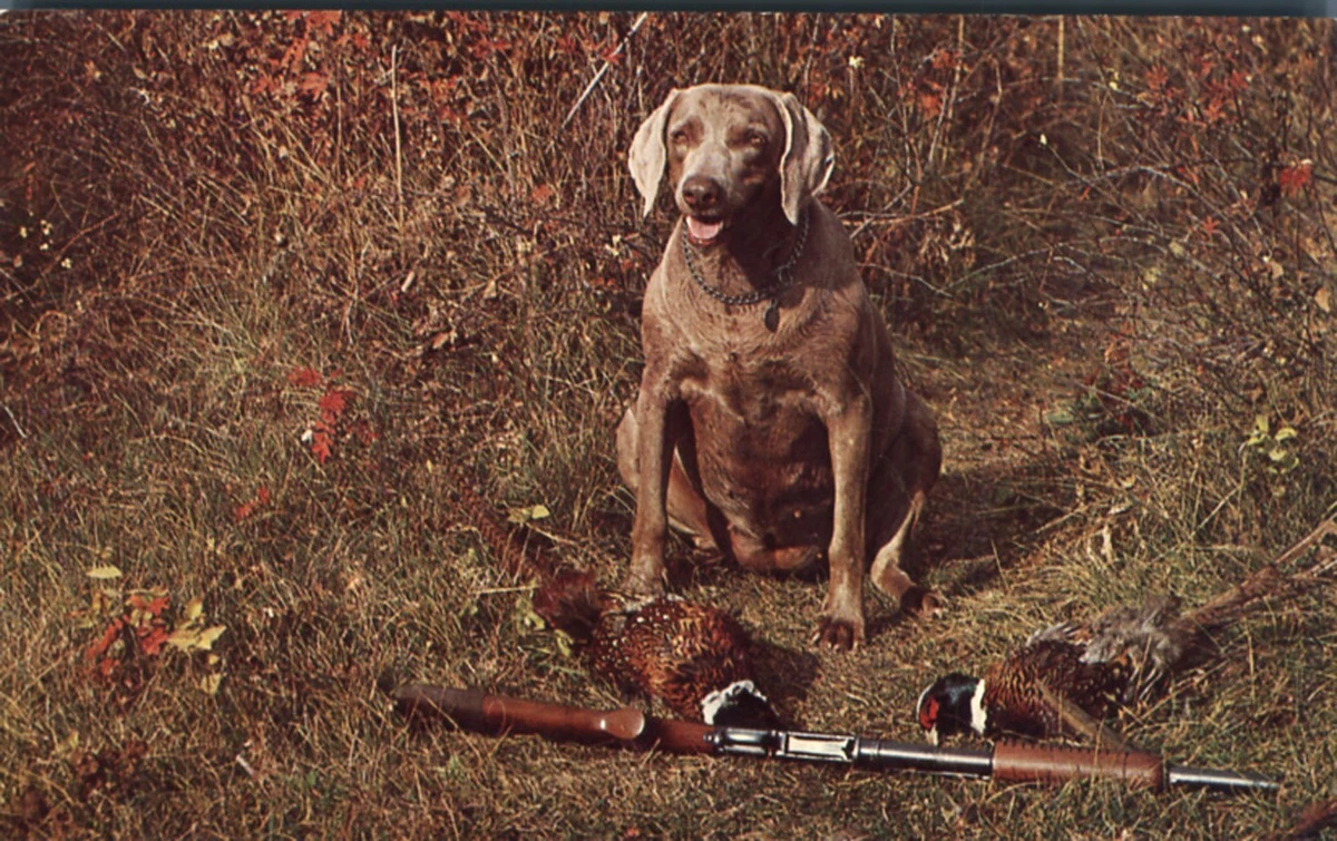 Weimaraner hunting sales