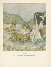 CORGI VINTAGE 1947 DOG ART PRINT ARTIST GEORGE VERNON STOKES