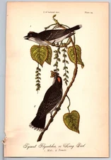 1888 Bird Print, Tyant Flycatcher, King Bird, Male, Female, Vintage Prints