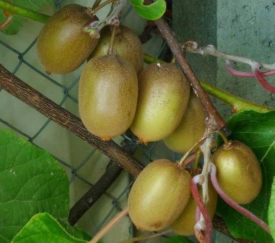 Kiwi Actinidia deliciosa MÂLE 90/120 cm - Pot 3L - Plant de haie fruitier