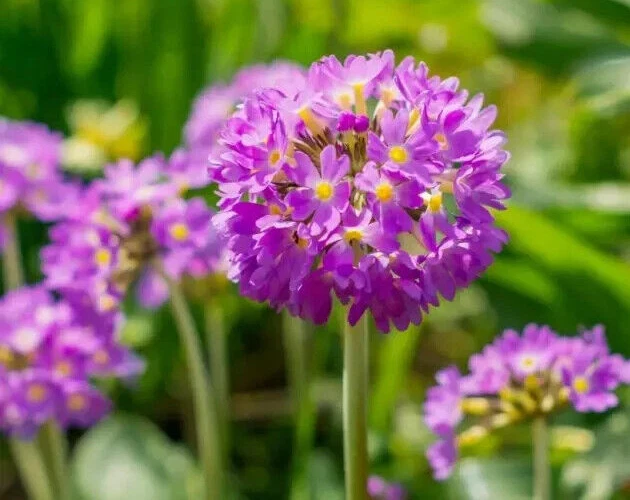 Primula denticulata baqueta prímula 25 sementes, perene - Imagem 3 de 3
