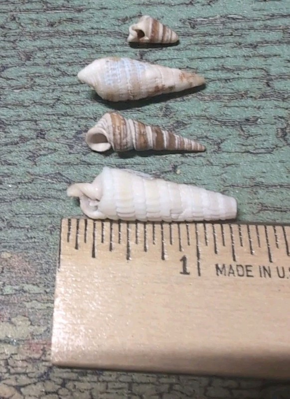 Melania Red Rimmed Gastropod Fossil Seashell Lot Of Four
