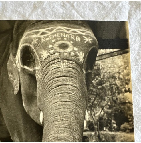 Elefante FOTOGRAFIA ORIGINALE JOHN M. POST Anthro Grafica FIRMATA timbrata - Foto 3 di 24