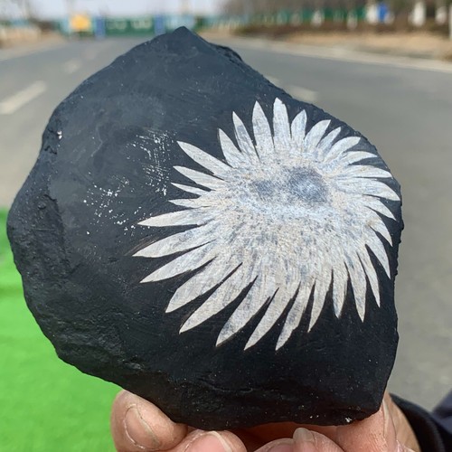 342G Natural Chrysanthemum Stone Quartz Carving Halo Treatment Gift - Picture 16 of 23