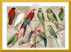 Parrots + Original Print/Lithograph 1895 + Budgie, Rosella, Inca Cockatoo