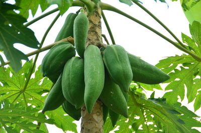 SAMEN exotische Blüten Rarität Saatgut seltene Garten Balkon Pflanze