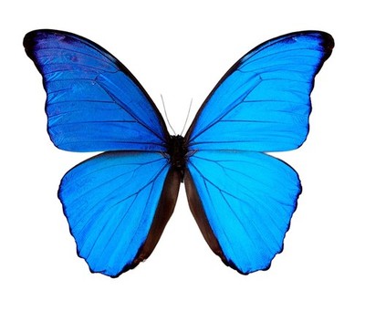 Papered morpho didius specimen: giant iridescent blue butterfly