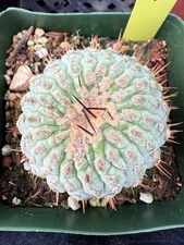 Copiapoa cinerea ssp columna Degrafted Rooted Cacti of Chile Only One Available