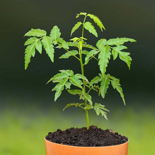 50 GRAINES D'ARBRE DE NEEM "SÉCHÉES" AZADIRACHTA INDICA LILAS PLANTE EN INDE - Photo 1 sur 3