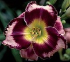 Rock Solid Daylilies 3 fans Return and multiply yearly World's Finest