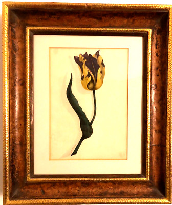Tulpenaquarell um 1900 signiert M. Flenry Suberb Qualität im Blattgoldrahmen