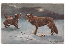arte in cartolina - M. Muller jun. - neve lupi carcassa animale notte luna piena