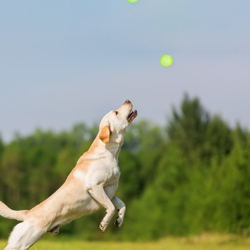 Set 4 lanciapalle per cani con palline Resistente Set lanciapalle per cani - Foto 5 di 8