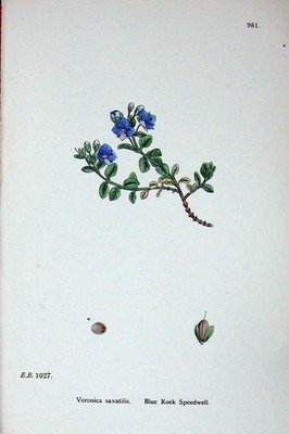 Original alter antiker Druck Blue Rock Speedwell Veronica Sowerby Pflanzen um 1902