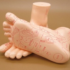 Traditional Human Acupuncture Learning Model Ear Hand Foot Teaching Model Tool